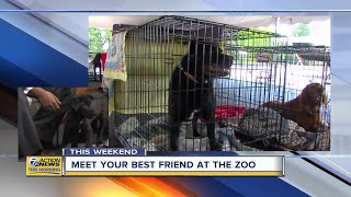 Meet Your Best Friend at the Zoo