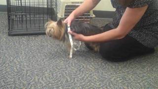 How to Measure Your Dog for a Crate