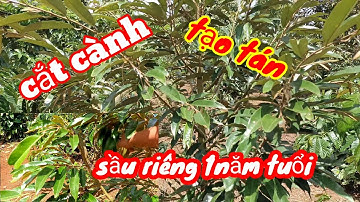 cắt cành tạo tán sầu riêng 1năm tuổi/#sauriengtaynguyen.
