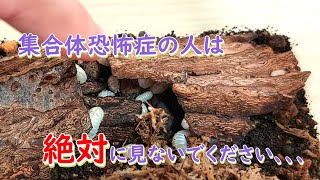 集合体恐怖症の人は絶対に見れない動画です、、、【マジックポーション】