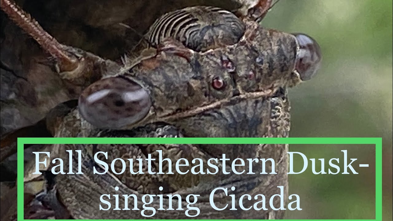 Fall Southeastern Dusk-singing Cicada (Megatibicen figuratus).  Cicadas are truly remarkable!!