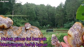 kalau rezeki gak bakal kemana || mbolang batu akik di pinggiran hutan pinus