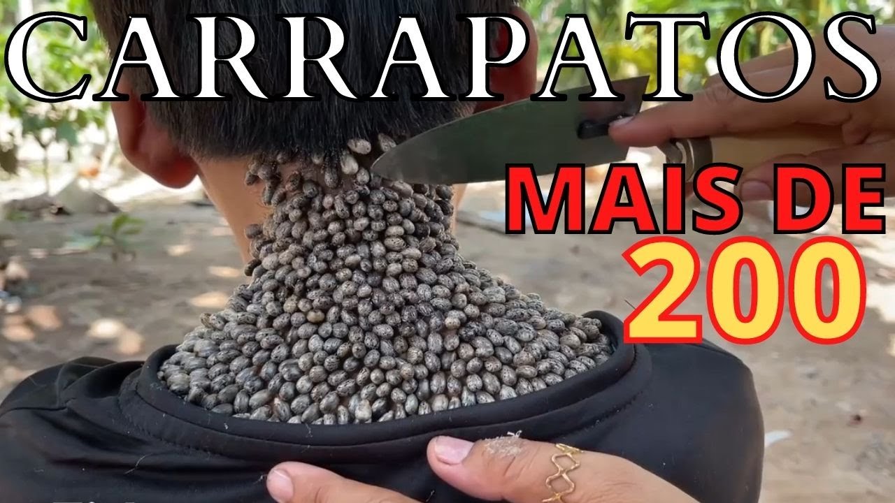 Qual O Tipo De Carrapato Mais Perigoso?