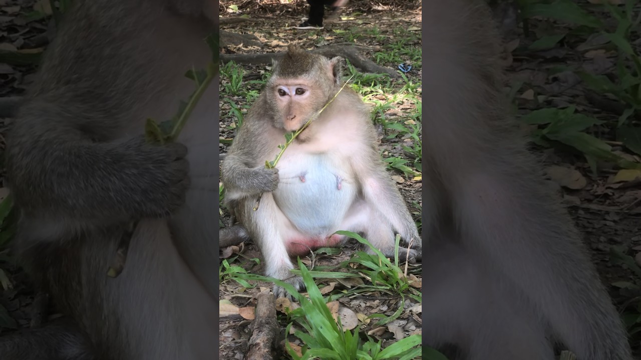 Hearing the sound of baby crying monkeys when the mother doesn’t care 😨🐒🥹🥹🥹 