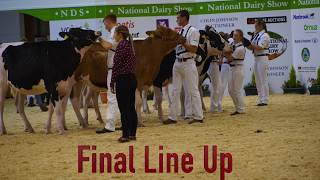 National Dairy Show.Showmanship (Class C) Holstein/Jersey Calf.Judge -Michael Yates