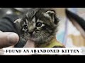 Abandoned Kitten Found In The Backyard