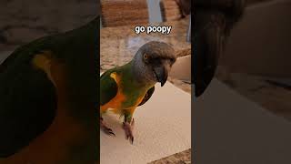 Niko The Senegal Parrot Goes Poopy In The Morning