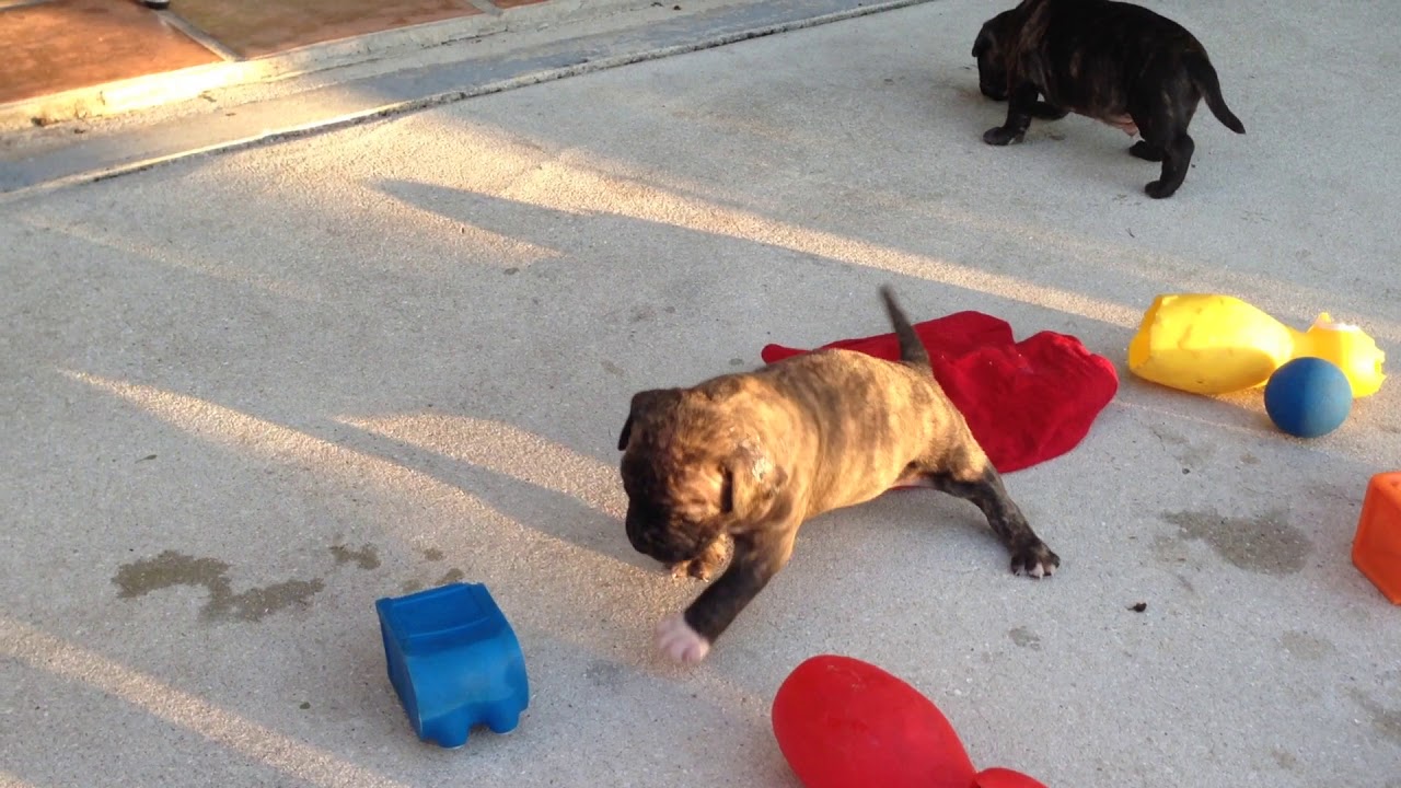 Staffordshire Bull Terrier Puppies 26 days old | Puppies Playing | Adorable Staffies