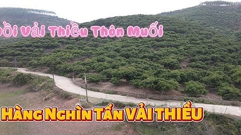 VẢI Thiều Bên Bờ Đập Muối Siêu Đẹp l Núi Đồi Lục Ngạn