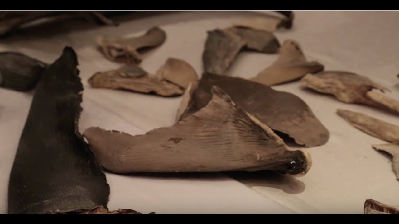 IFAW Conducts Workshop in the UAE to Help Fight the Illegal Shark Fin Trade