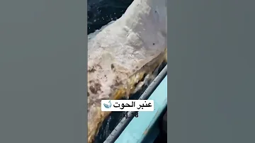 يعتبر عنبر الحوت من الأشياء الثمينة التي يتم دفع مبالغ ماليه خياليه Shorts Binmasaad 