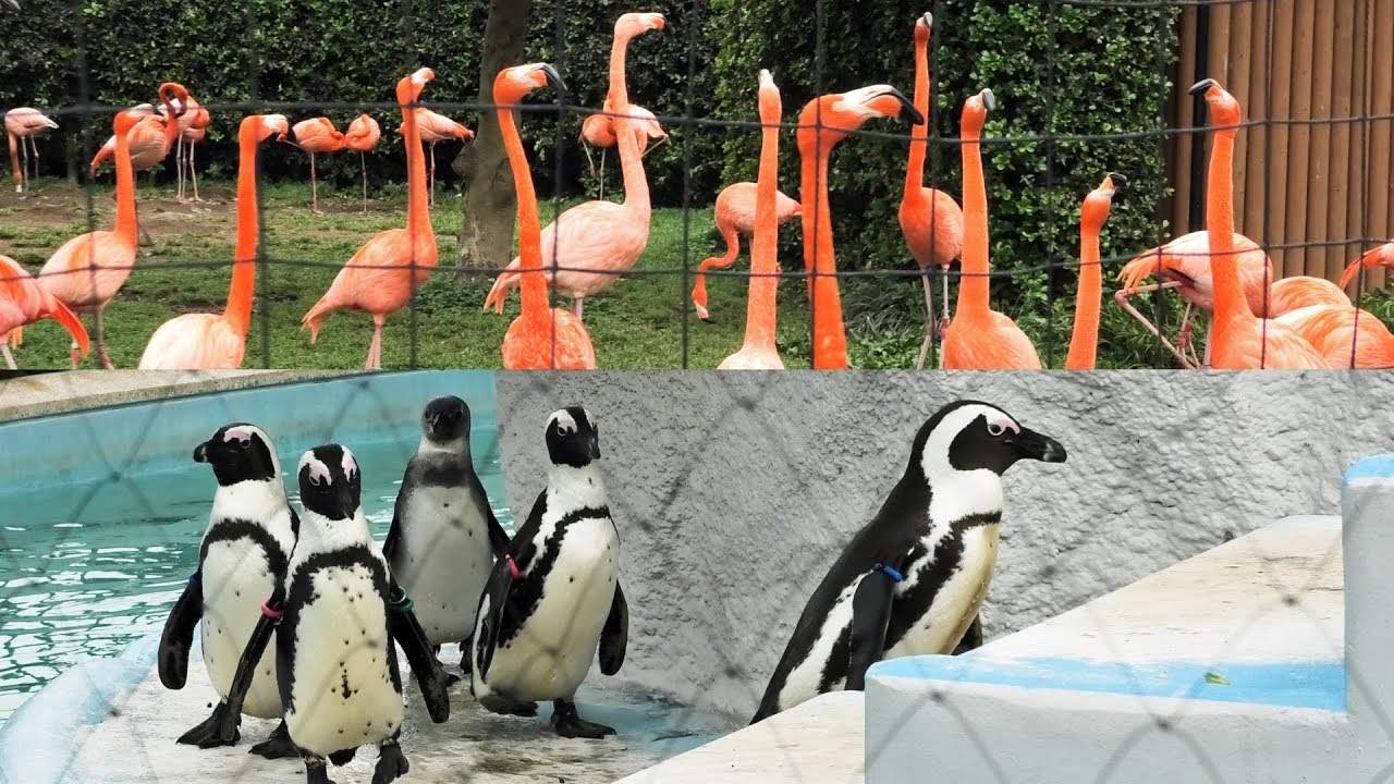 Penguin Flamingo 上野動物園のペンギンとフラミンゴ Ueno Zoo Apr 19 Youtube