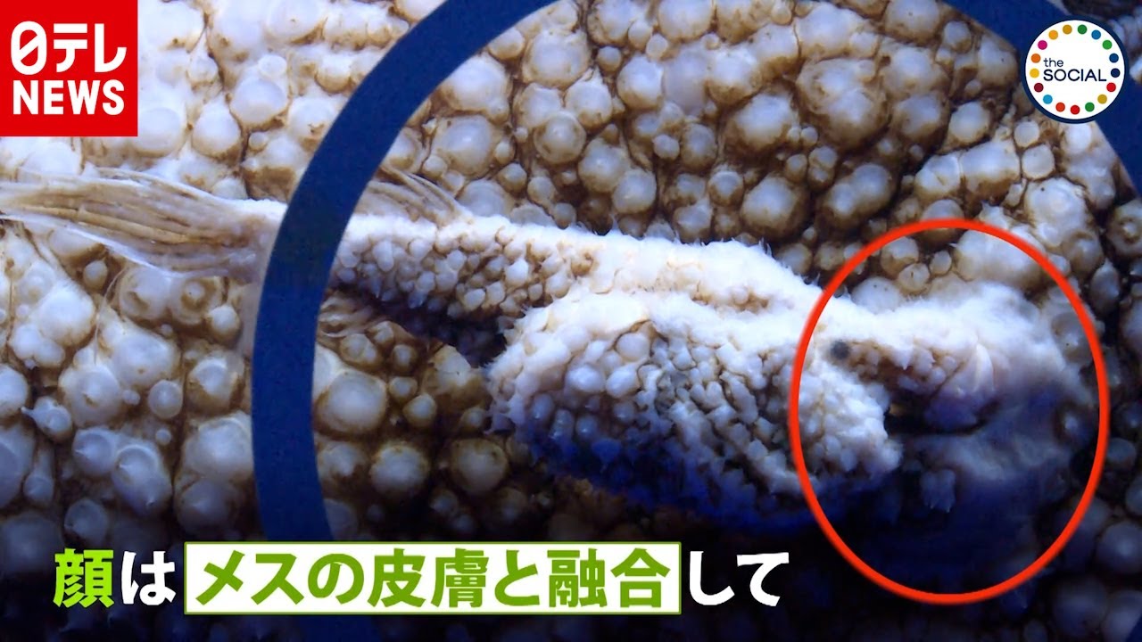 オス チョウチン アンコウ 深海アンコウのメスはオスを「吸収」する？可哀想な一生に注目