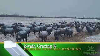 Swath Grazing Set Up