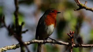 Just a robin singing :-)