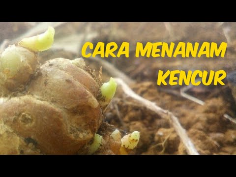 Cara menanam kencur 