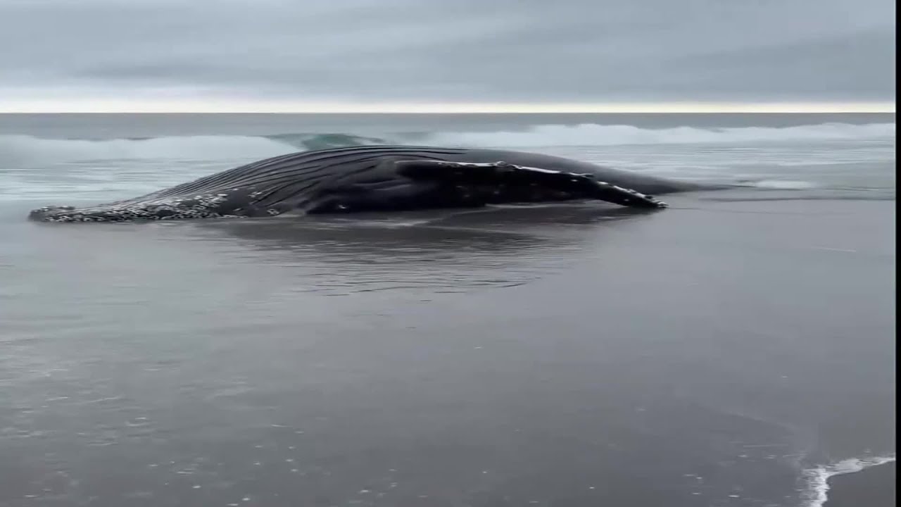 海岸に8～10メートルのクジラの死骸】ザトウクジラが打ち上げられたか