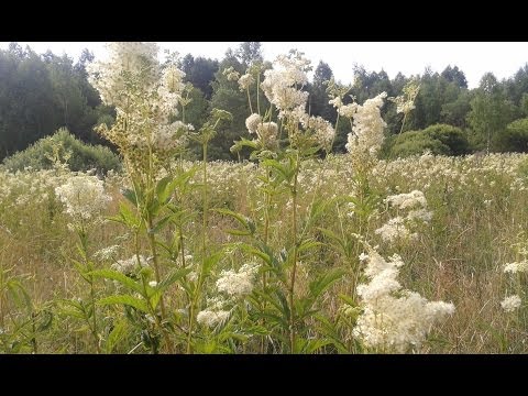 Лабазник вязолистный Таволга Белоголовник