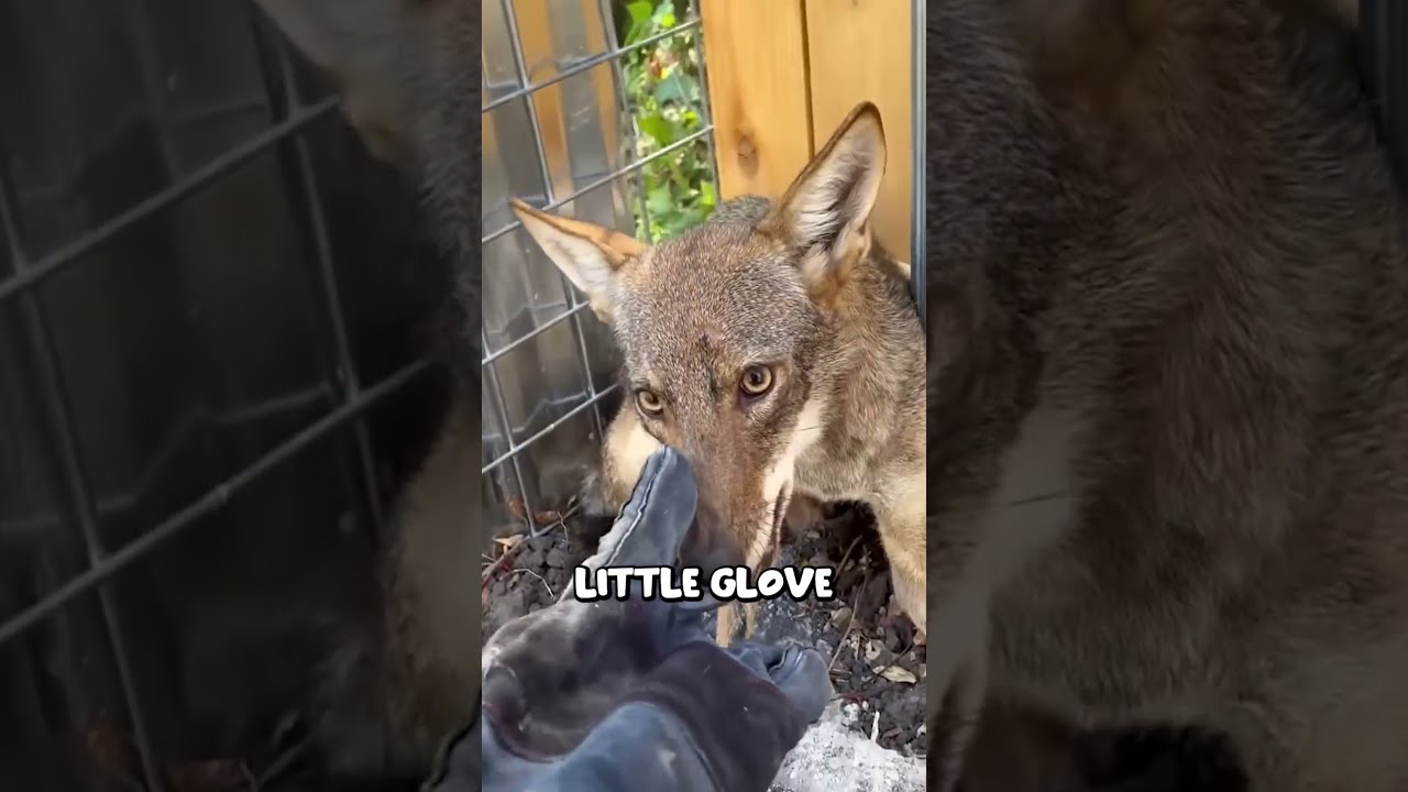 Catching The Coyote Who Ate My Chickens TheUrbanRescueRanch