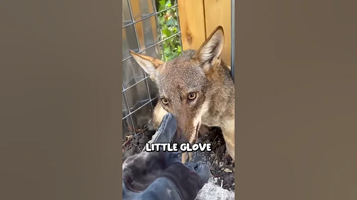 Catching the Coyote who ate my Chickens @TheUrbanRescueRanch