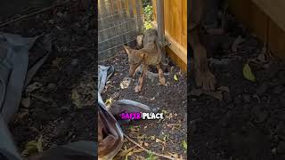 Catching the Coyote who ate my Chickens @TheUrbanRescueRanch