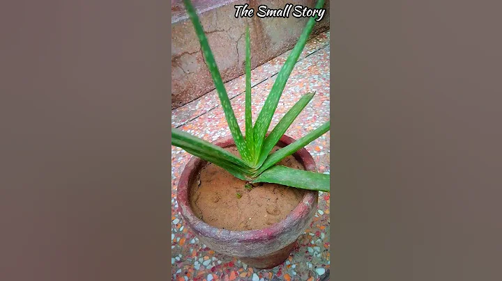 How to Get More Pups From Aloe Vera Plant? - Pure Greeny - DayDayNews