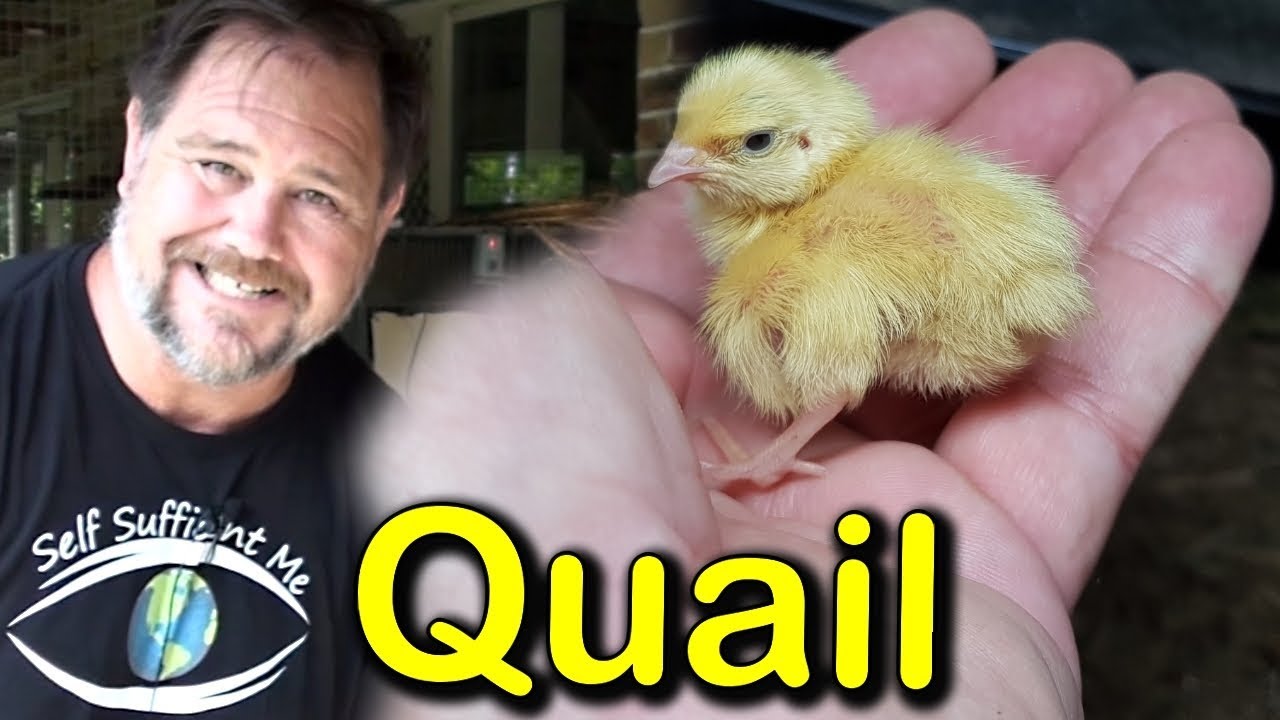 Building Up Quail Breeding Stock with Borotto Incubator & DIY Brooder ...
