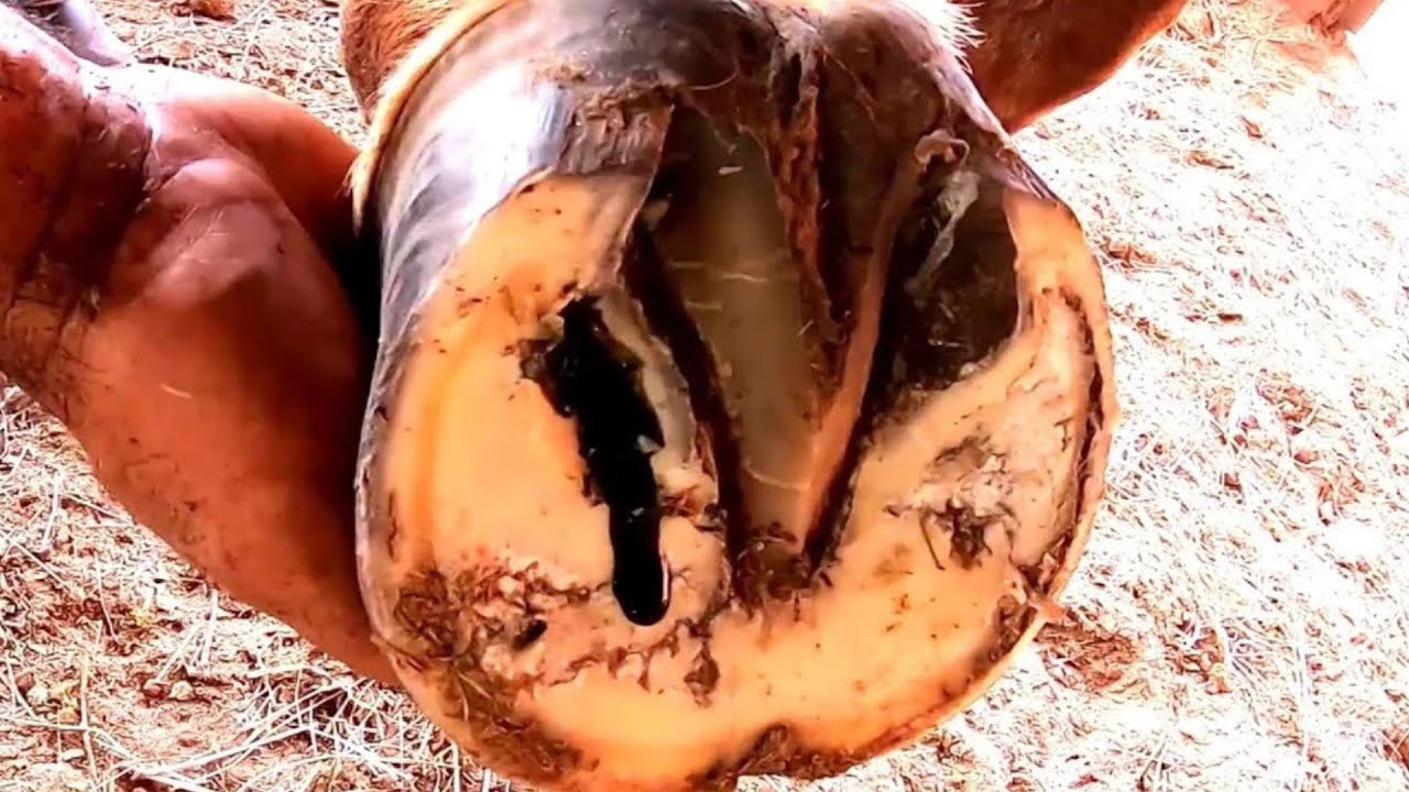 cavalo  TREMEU  de dor... Broca   aliviou na Hora