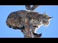 The best  last bobcat we ever tracked  hound hunting