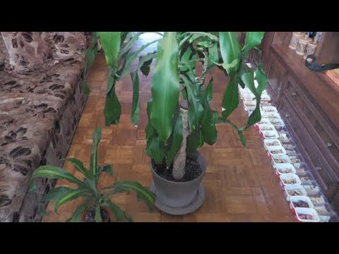 Video: Dracaena Grænser Op