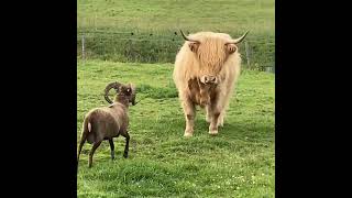 #shorts#encounter of ox and sheep#ytshorts#animal videos