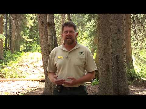 Vídeo: Engelmann Spruce Informações – Onde os abetos Engelmann crescem