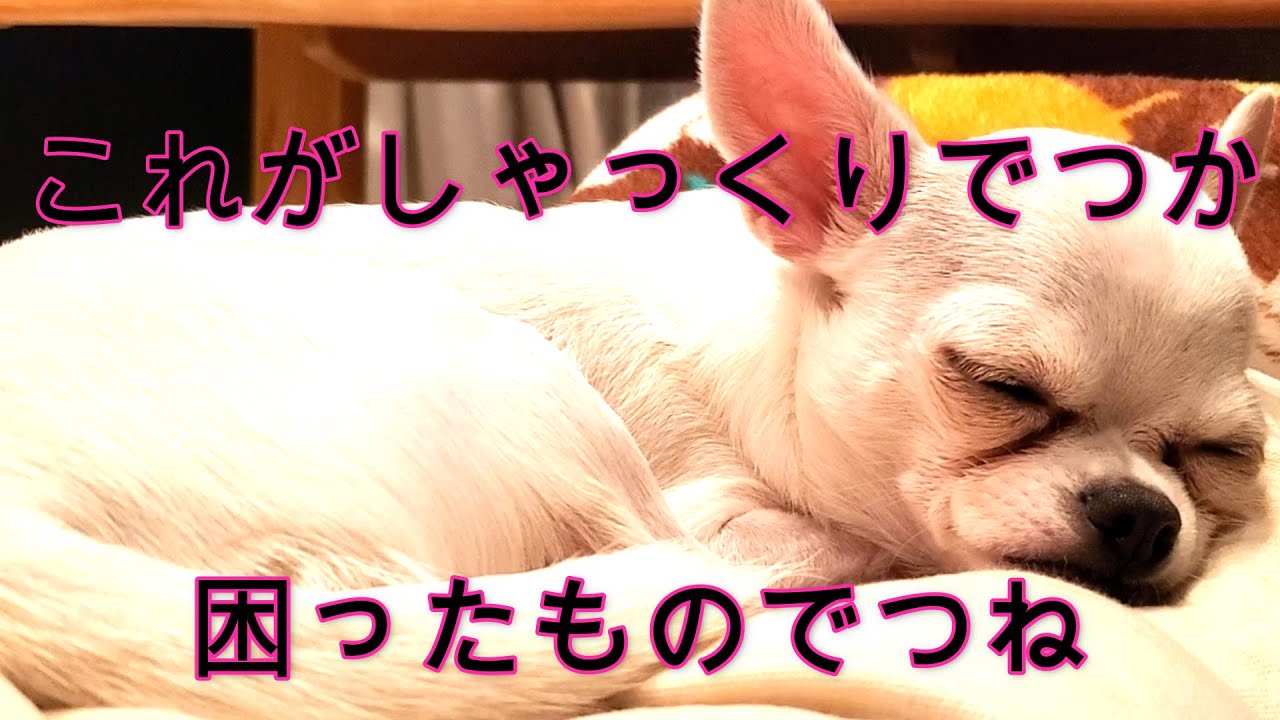 しゃっくりが止まらない犬が可愛すぎる しゃっくり止め方 チワワ もふもふ Youtube