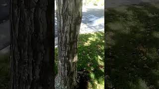 ALLOF CENTRAL PARK COLORADO STALKED GPS4 🚓 HARASSMENT LIKE THIS CONSTANTLY MENTAL PATIENT COMMUNISTS