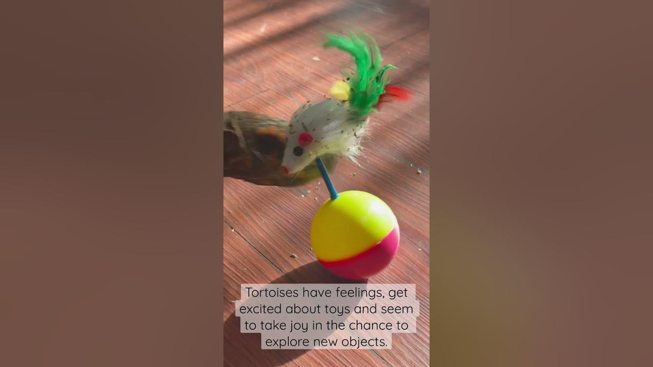 How To Keep Tortoise Happy and Entertained! YouTube