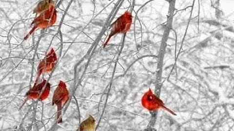 Tha North Cardinal Birds There are many and many types of cardinals in this video.🐦🐦