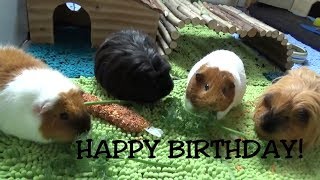 Meerschweinchengeburtstag. HAPPY BD PEPPIE & LULU :-D