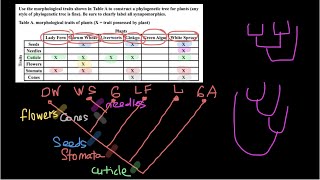 How to build Phylogenetic tree Net Worth