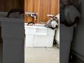 カワウソコタロー「俺のシャワーをジャマするな！」