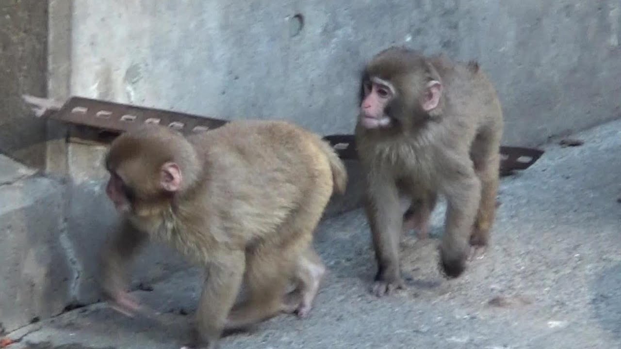 Amazing snow monkey family 
