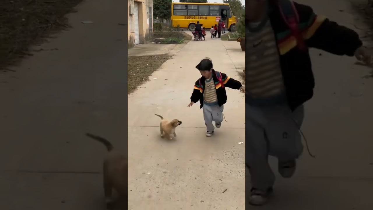 Puppy waiting for School Bus