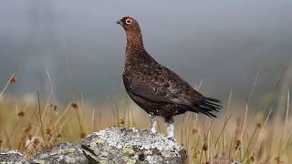A Red Grouse Calling in Perthshire, Scotland