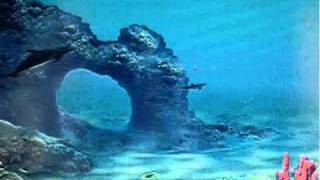 Dolphin Dreams