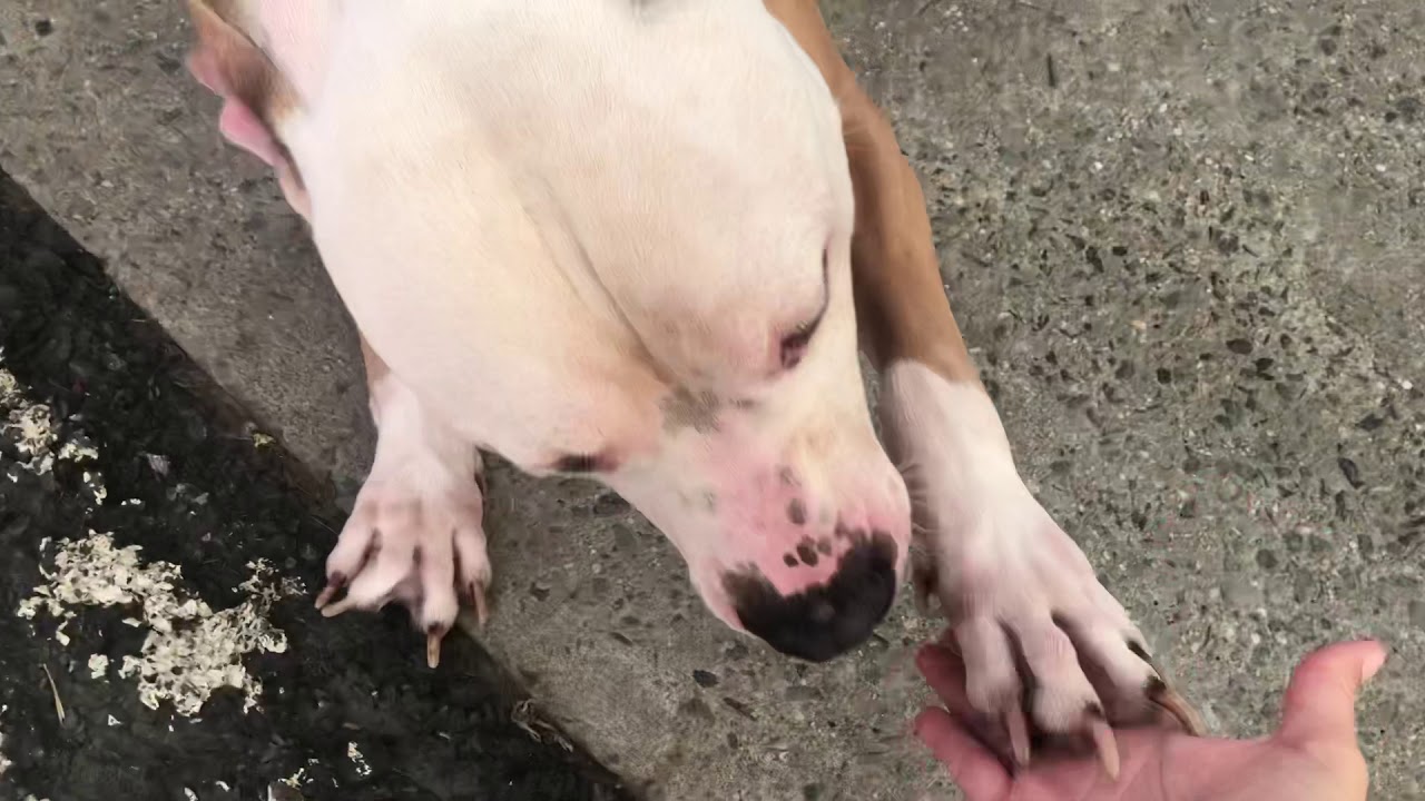 camera iphone 8 plus apk Khodie 71060 / showing off my commands 🐾/ NYCACC