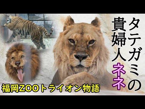 福岡ZOOトライオン物語🐯🦁✨FUKUOKA ZOO LION＆TIGER