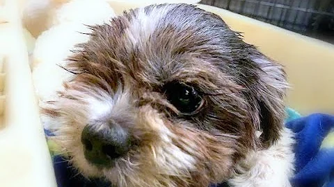 Saving Mona Lisa Her Journey Home Neglected dog sc...