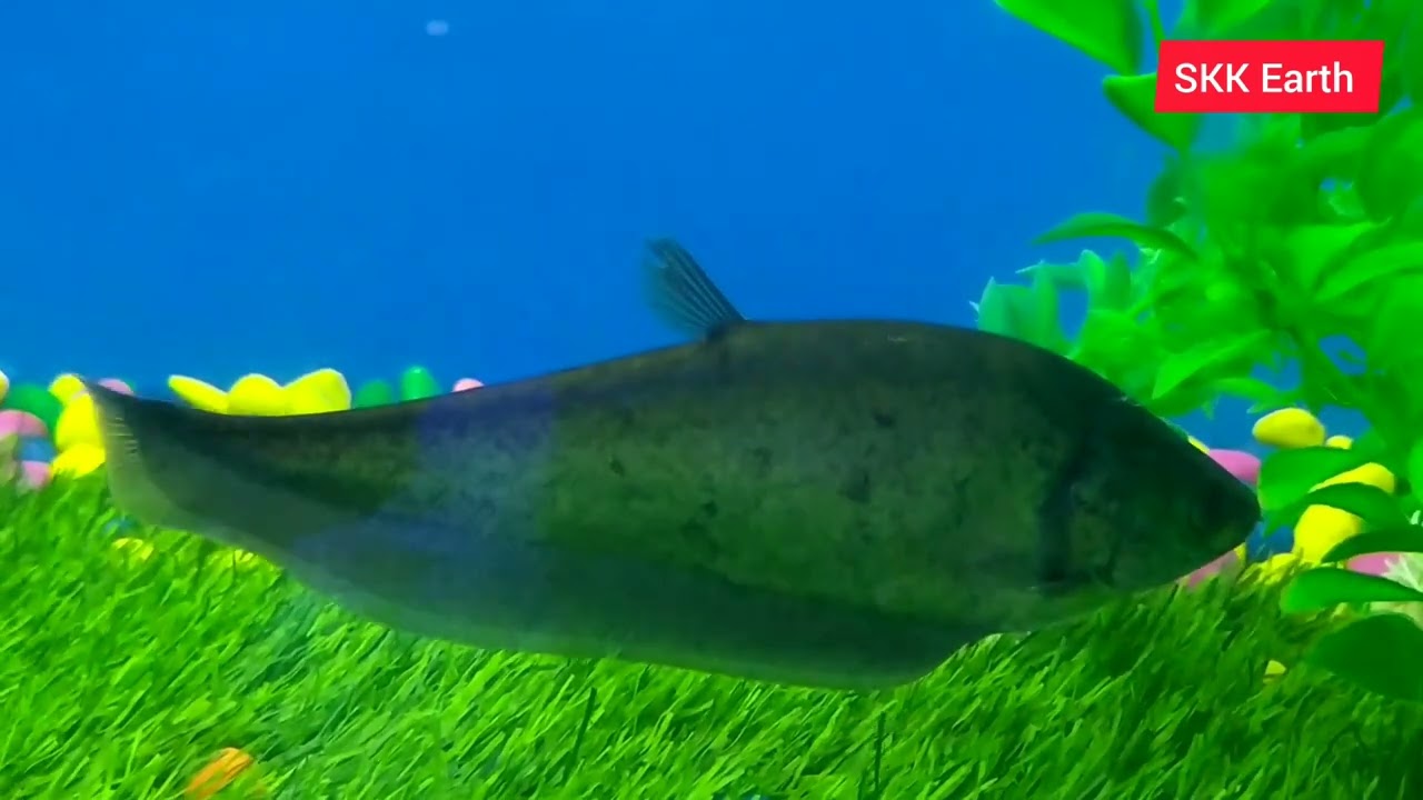 कांस्य फेदरबैक फिश।Bronze featherback fishes।Notopterus notopterus । Notopterus chitala