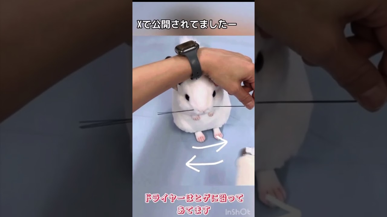 超リアルなチンチラのぬいぐるみ 人間用のチンチラグッズ 吉徳 りくの