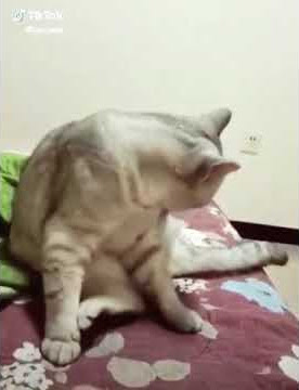 Video kucing ngomong 