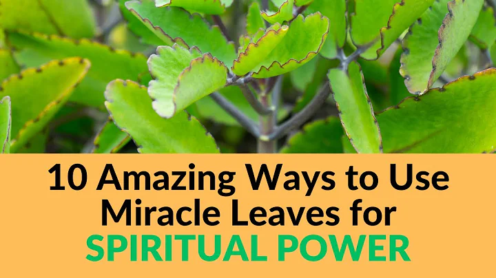 10 Amazing Ways to Use Miracle Leaves for SPIRITUAL POWER